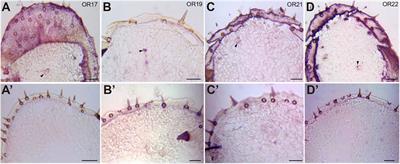 Odor-Induced Vomiting Is Combinatorially Triggered by Palp Olfactory Receptor Neurons That Project to the Lobus Glomerulatus in Locust Brain